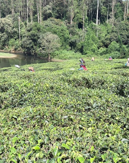 Tea Estate