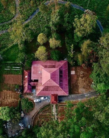 Tea Estate